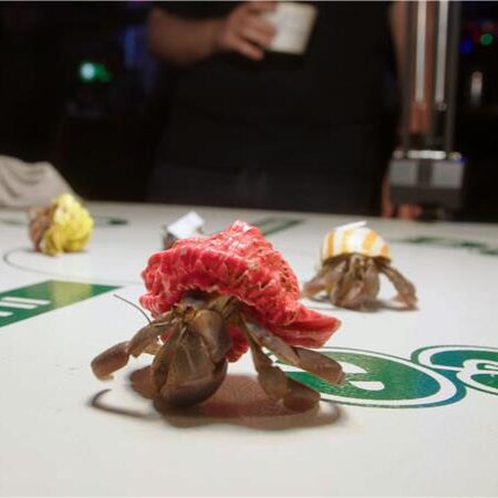crab racing
