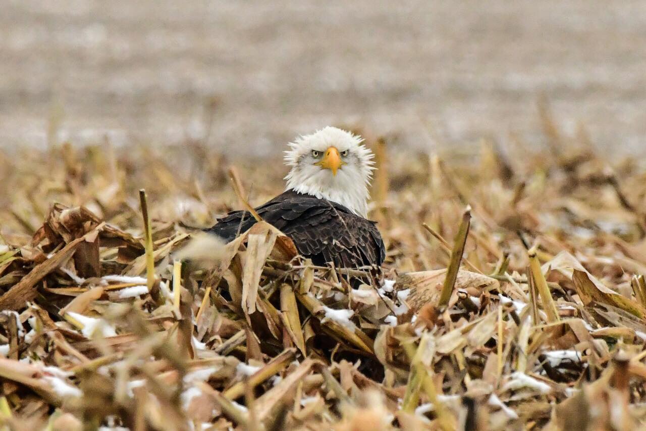 bald eagle resting in a field