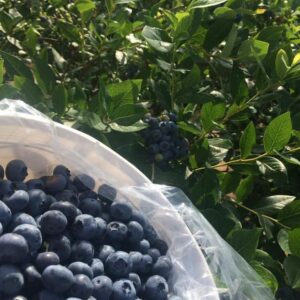 Schumacher Berry Farm